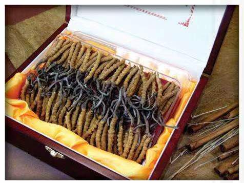 仁寿冬虫夏草回收